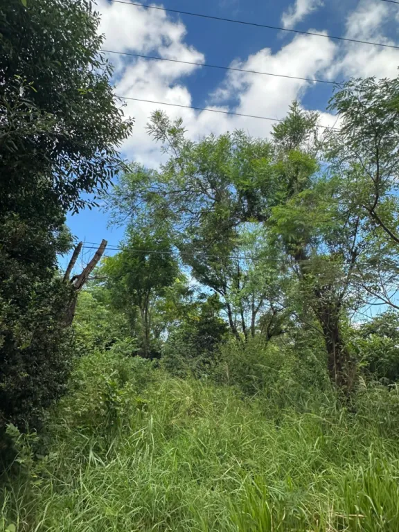 OPORTUNIDAD ÚNICA – VENDO 1 HECTÁREA (10.000 m²) San Juan del Paraná — foto 3