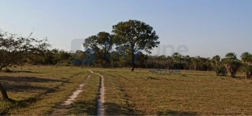 VENDO 79 HECTAREAS EN CONCEPCIÓN LORETO — foto 2