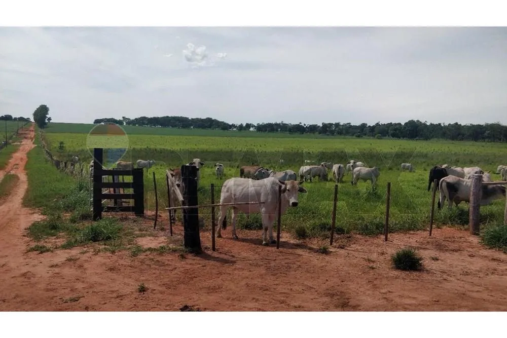 VENDO ESTANCIA FORMADA EN SAN PEDRO — foto 3