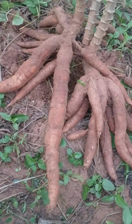 Emprendimientos campo rurales — foto 3