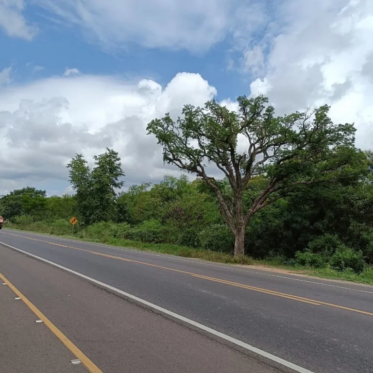 Vendo 7 hectáreas sobre la ruta Luque san bernardino — foto 2