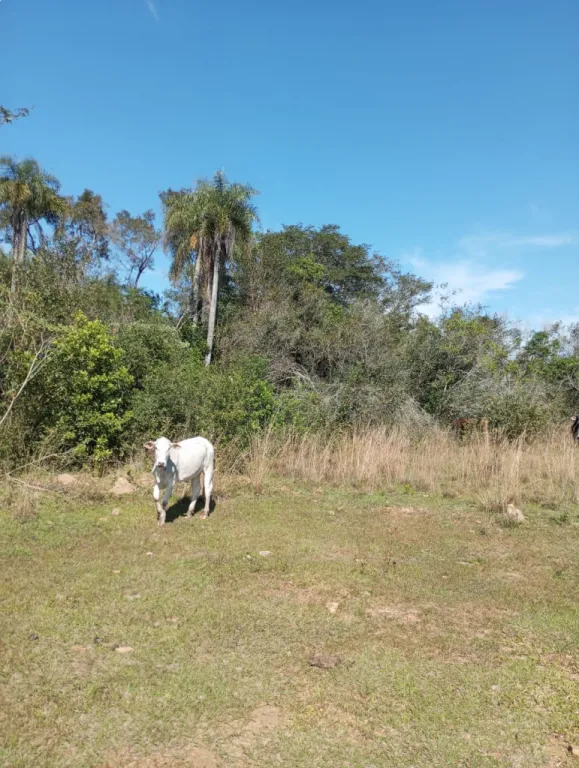 VENDO 6 HECTAREAS ITACURUBI DE LA CORDILLERA — foto 3