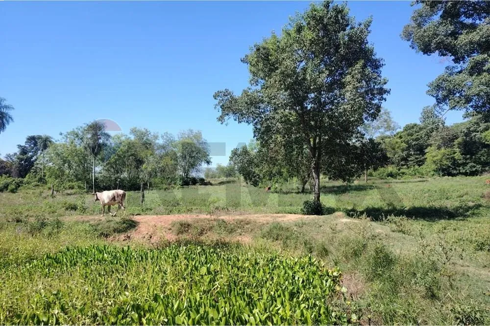 VENDO 24 HECTAREAS SOBRE ASFALTO EN SAN PEDRO — foto 2