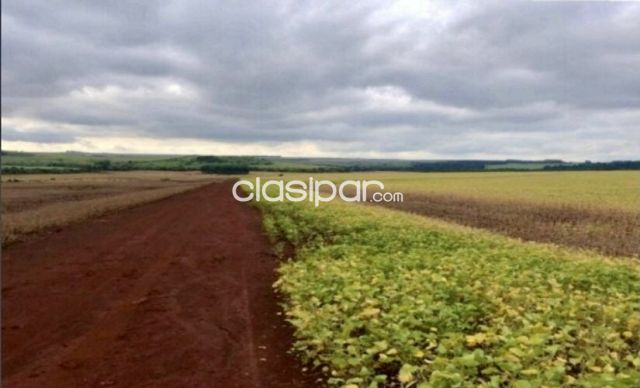Propiedades rurales - Campo Agicola Mecanizado en Santa Rosa del Monday - 200 Ha.