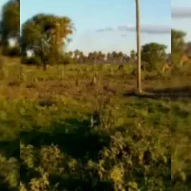 204 hectareasen Venta bajo Chaco a 195 km de Asu., RMTO Ó CDO O FINANCIO EN 4 PAGOS PRENDA — foto 3