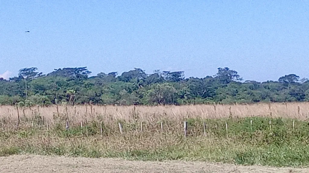 Campo Ganadero en Iturbe - 126 Ha. — foto 2