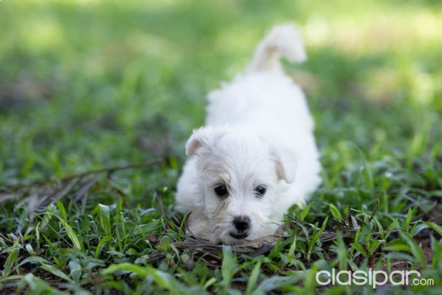 Perros - Gatos - Cachorros Bichon Maltés