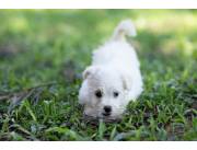 Cachorros Bichon Maltés