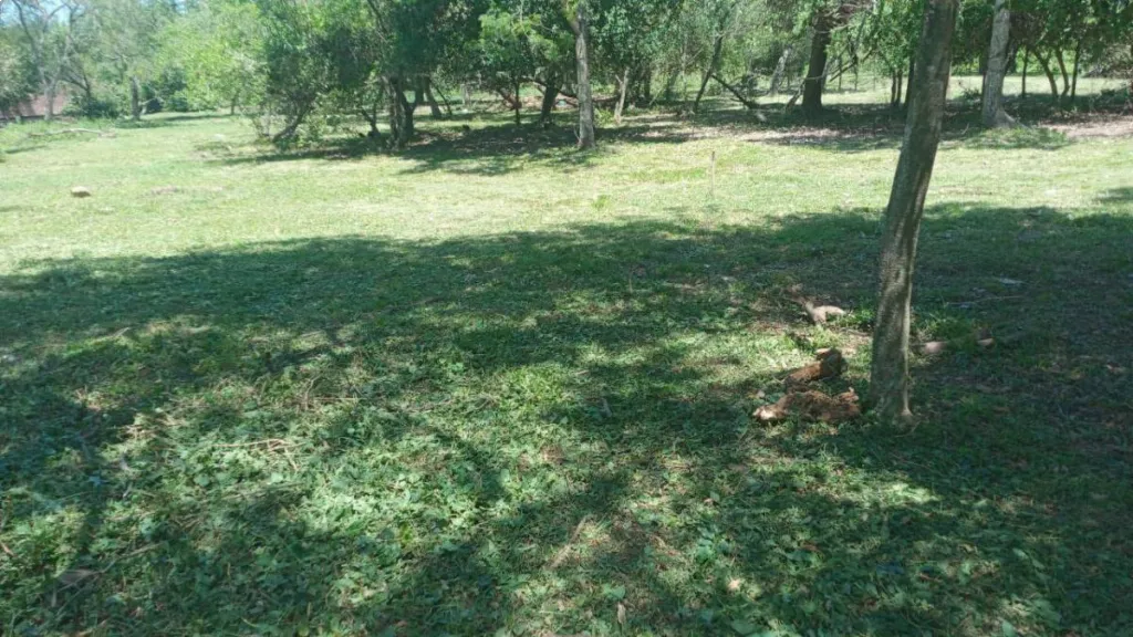 Vendo Terreno en San Bernardino- Fracción ciervo cua- zona Heriberta Matiauda — foto 3