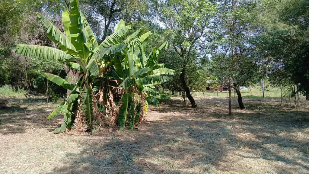 Vendo 5 Terrenos Juntos o Separados en Limpio, Fracción San Marcos COD 6413 — foto 2