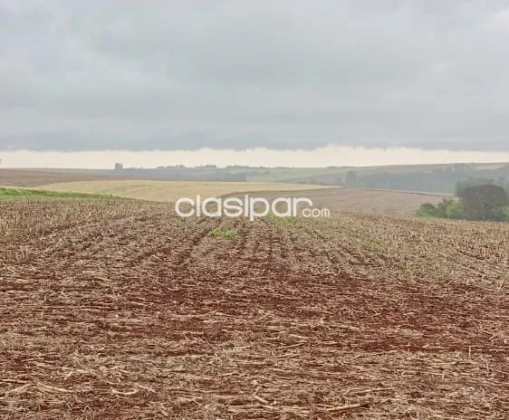 Campo Agrícola Mecanizado en Tomas Romero Pereira — foto 2