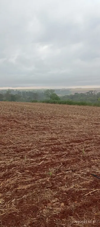 Campo Agrícola Mecanizado en Tomas Romero Pereira — foto 3