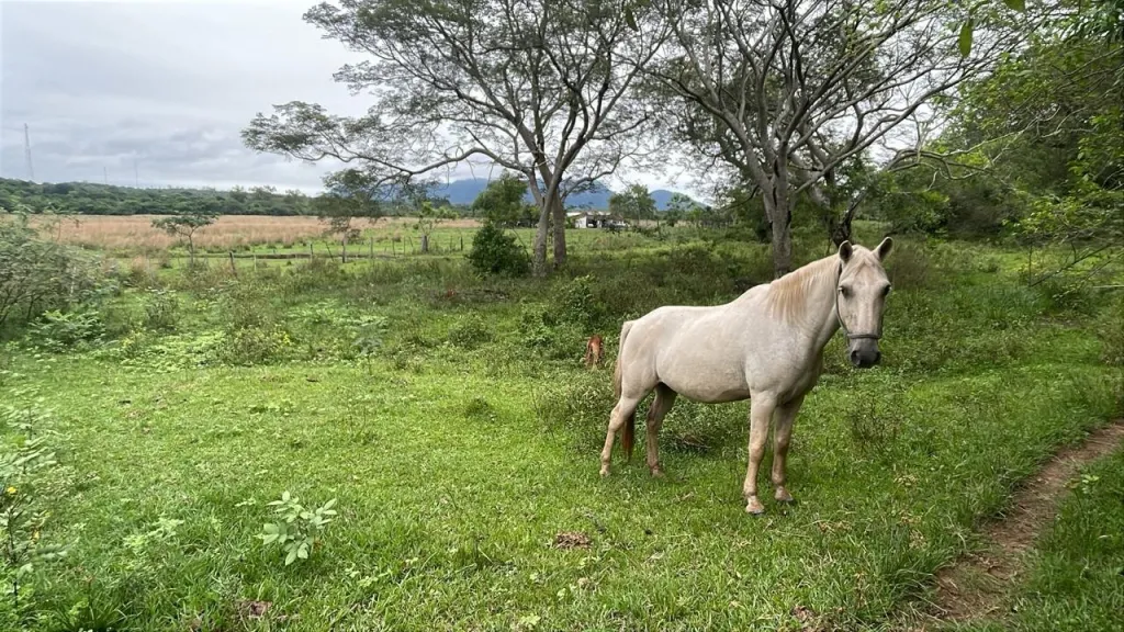 Inversión Agropecuaria en Paraguay: 90 Ha en Acahay con Recursos Hídricos Excepcionales — foto 3
