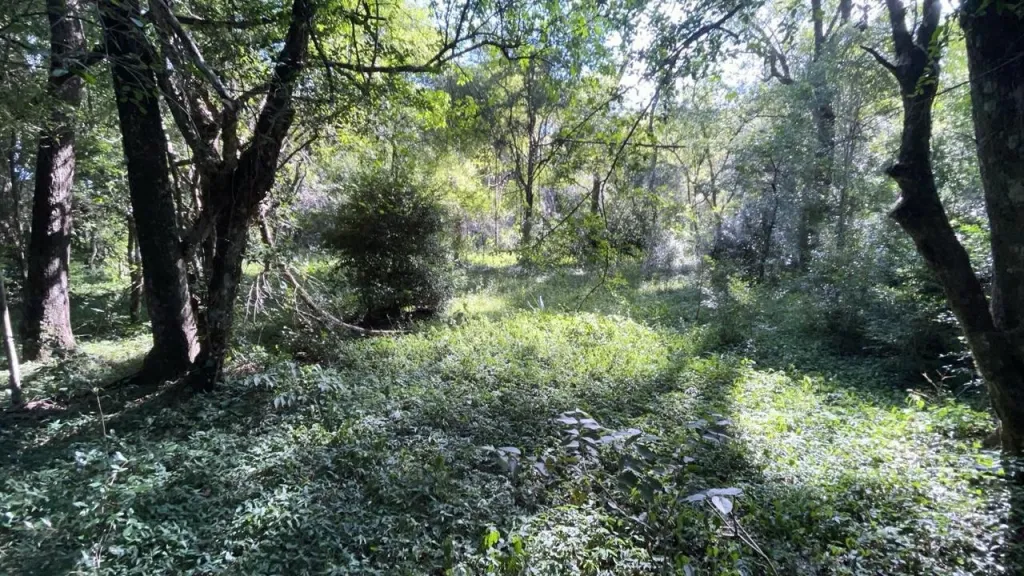Campo 34,6 Ha en Acahay - Arroyo, Bosque y Vistas al Cerro - Oferta — foto 3