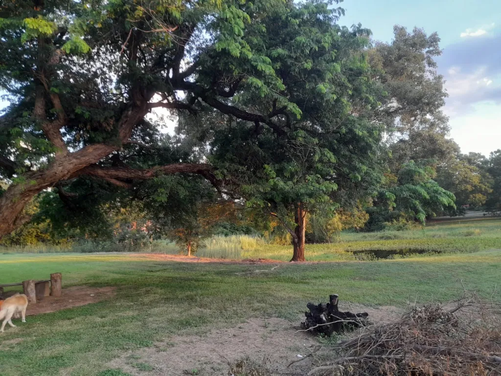 Campo en venta en Mariano Roque Alonso — foto 3