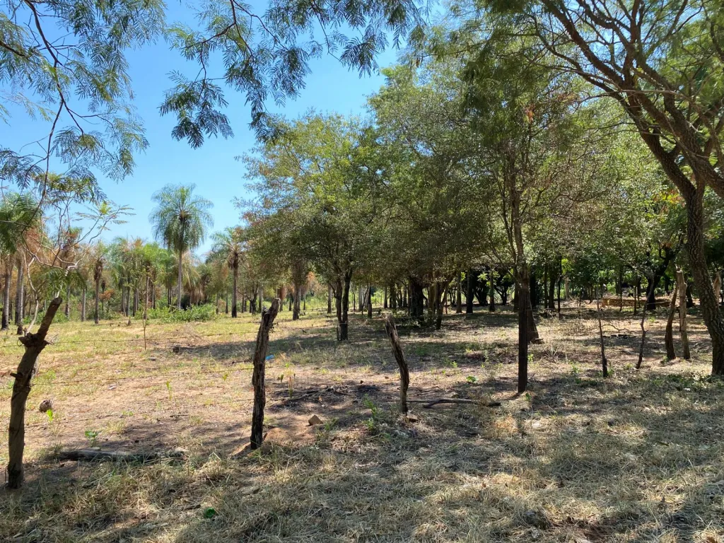 En Venta Lote de 2 Hectáreas con salida a 3 calles en San Bernardino, Ciervo Cua. (ID1934) — foto 3