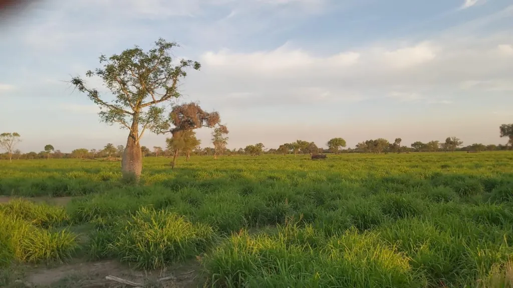 Campo en venta en Zona Paratodo, Teniente Primero Manuel Irala Fernández — foto 2