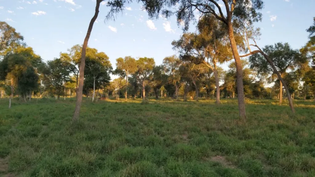 Campo en venta en Zona Paratodo, Teniente Primero Manuel Irala Fernández — foto 3