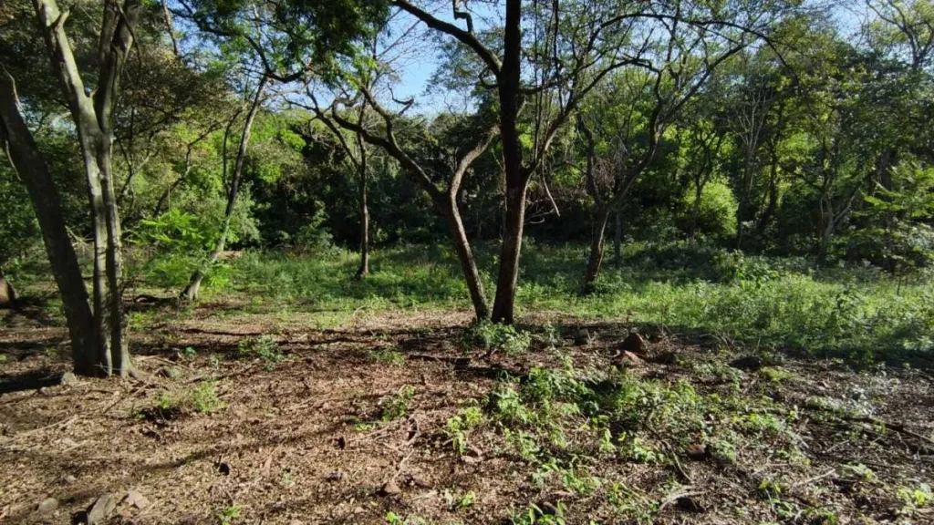 VENDO AMPLIO TERRENO DE 3.810 m2 EN TARUMANDY LUQUE. — foto 2