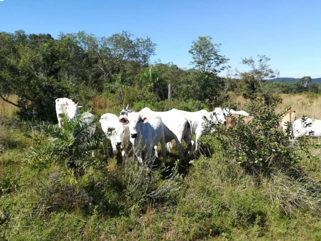 VENDO ESTANCIA DE 400 HECTÁREAS EN CAAPUCÚ — foto 3