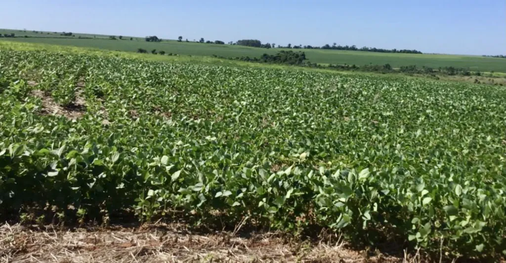 Campo Agrícola Mecanizado en Santa Rita - 1223 Ha. — foto 2