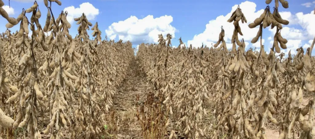 Campo Agrícola Mecanizado en Santa Rita - 1223 Ha. — foto 3