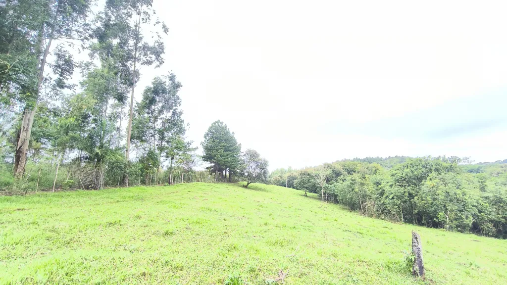 Vendo propiedad de 4ha 751m2 tipo granja en hohenau 5 Santa Maria a 1,3 km de la ruta D057 — foto 2