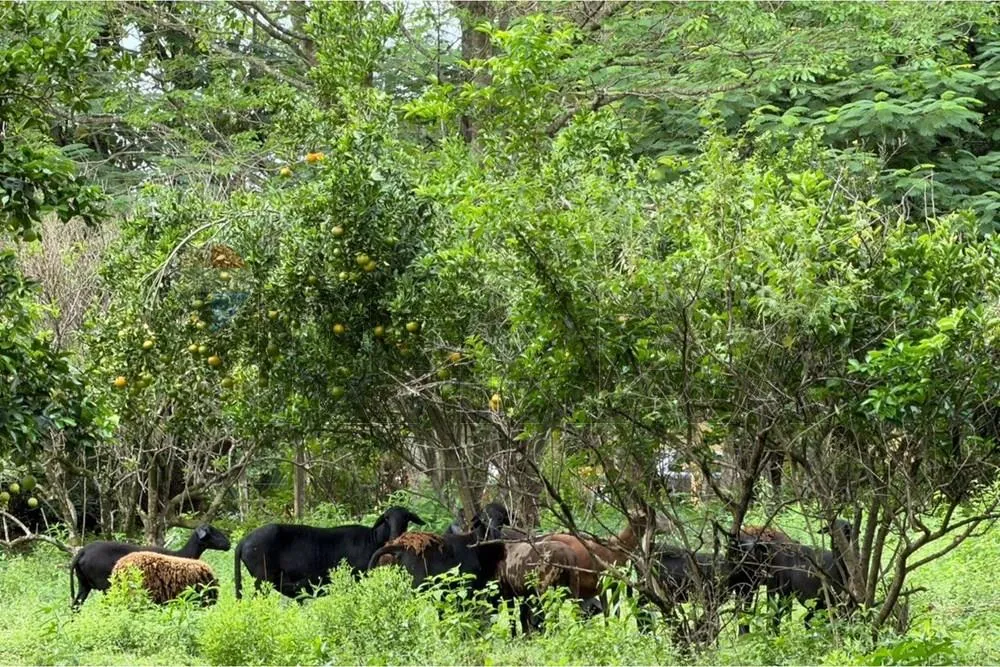 VENDO GRANJA AGRICOLA EN NUEVA ITALIA — foto 2