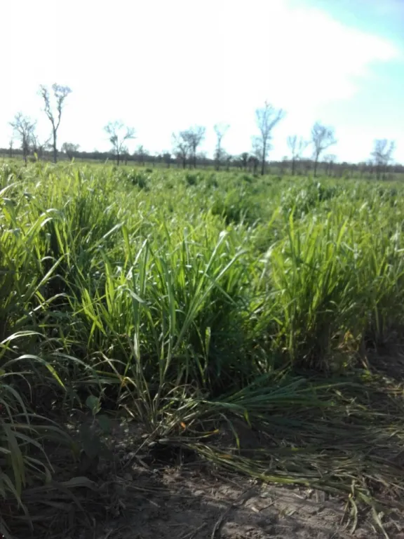 Vendo Campo de 3.356 Hectáreas en el Chaco, Zona Agua Dulce - CLCS8004672 — foto 2