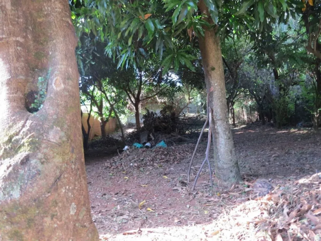 VENDO TERRENO EN LUQUE — foto 2