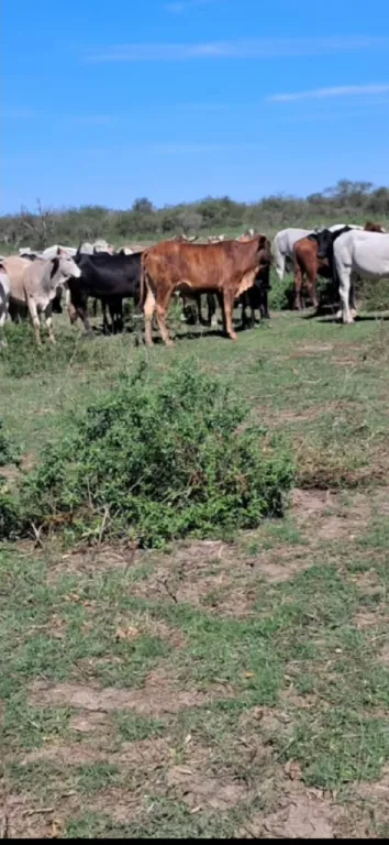 Campo en venta en Zona 25 Leguas, Teniente Primero Manuel Irala Fernández — foto 2