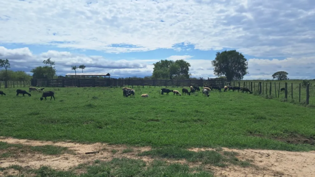 Campo en venta en Zona 25 Leguas, Teniente Primero Manuel Irala Fernández — foto 3