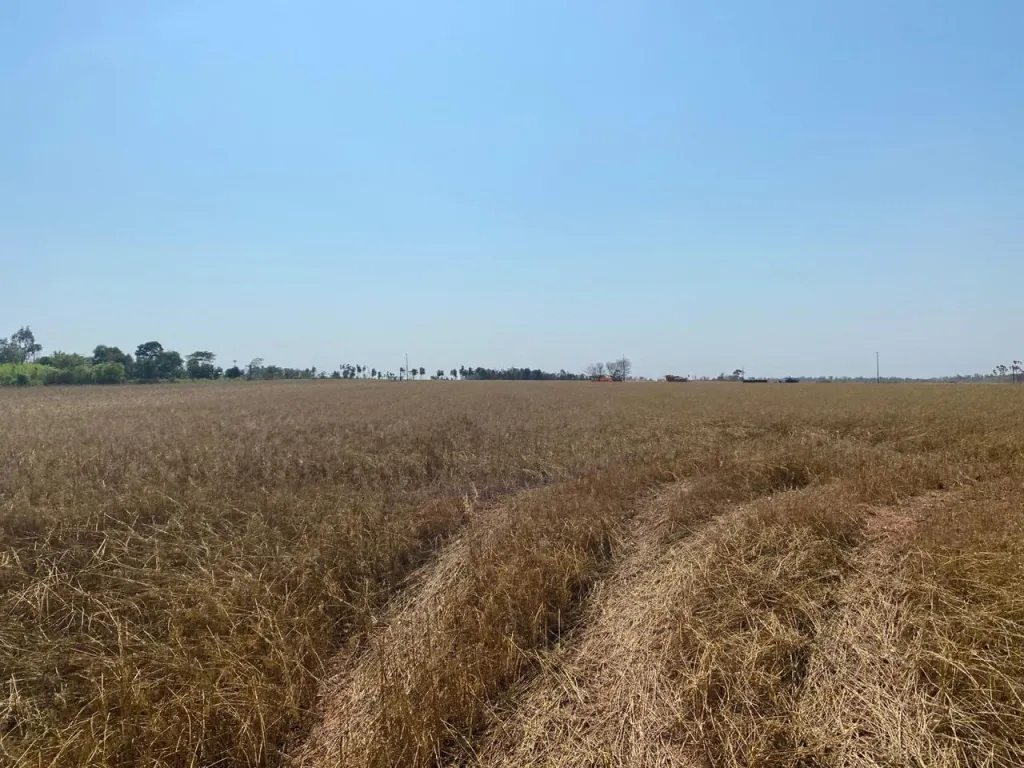 Terreno Agrícola en Itakyry - 20 Ha. — foto 2