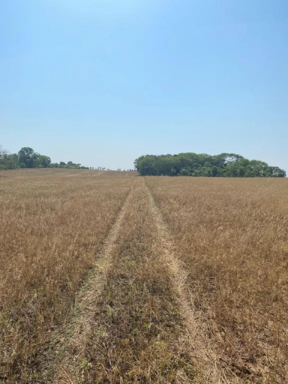 Terreno Agrícola en Itakyry - 20 Ha. — foto 3