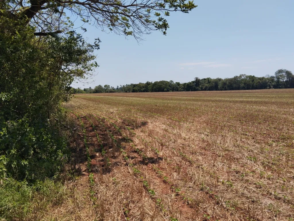 Terreno Rural en Los Cedrales - 27 Ha. — foto 3