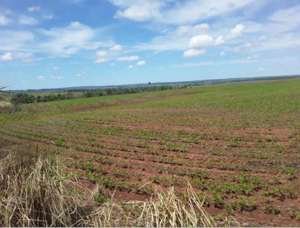 Vendo Campo de 205 Hectáreas en Zona Ytakyry, Alto Paraná - CLCS8064276 — foto 3