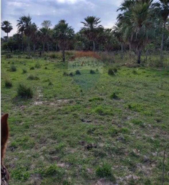 VENDO 353 HECTÁREAS A 800 MTRS DE RUTA ALBERDI-VILLA OLIVA-ÑEEMBUCU — foto 2