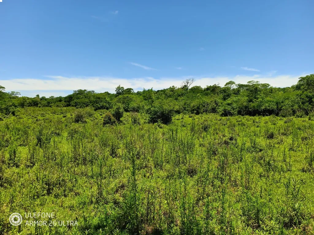 20 ha Propiedad con naturaleza en Potrero Garay – La Colmena — foto 2