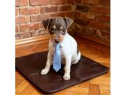 Hermoso cachorros Brazilian Terrier..