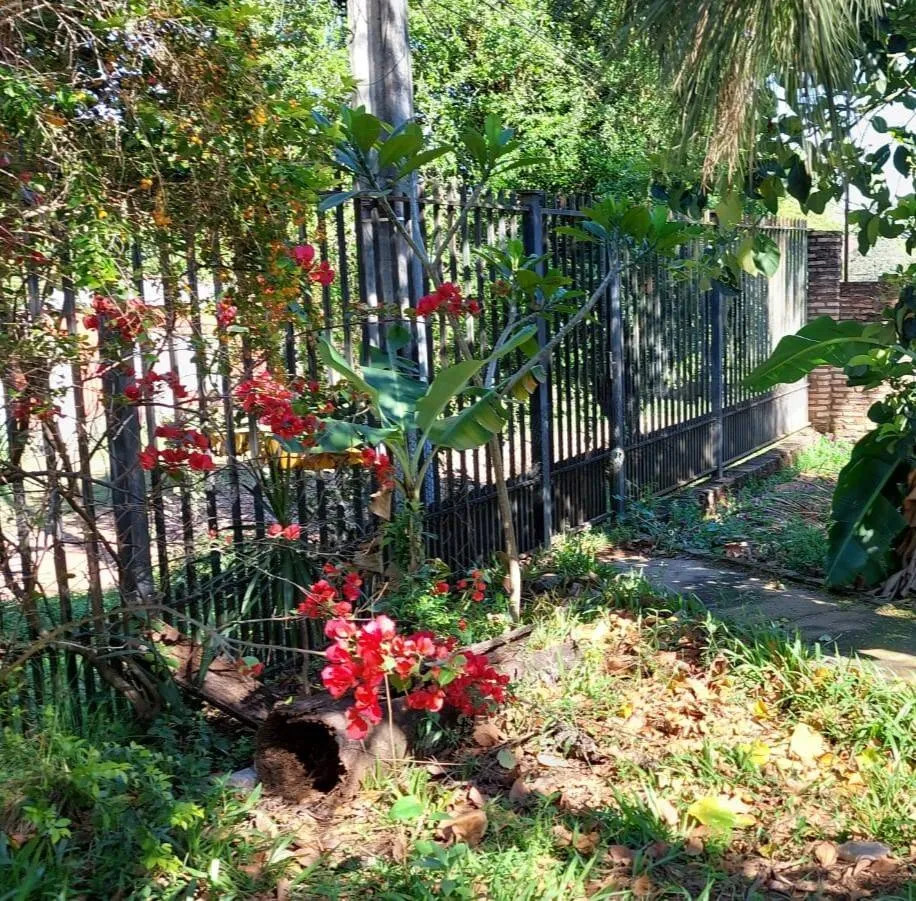 Terreno 500m² en Altura | Barrio Villa Bonita Villa Elisa | Árboles frutales — foto 3