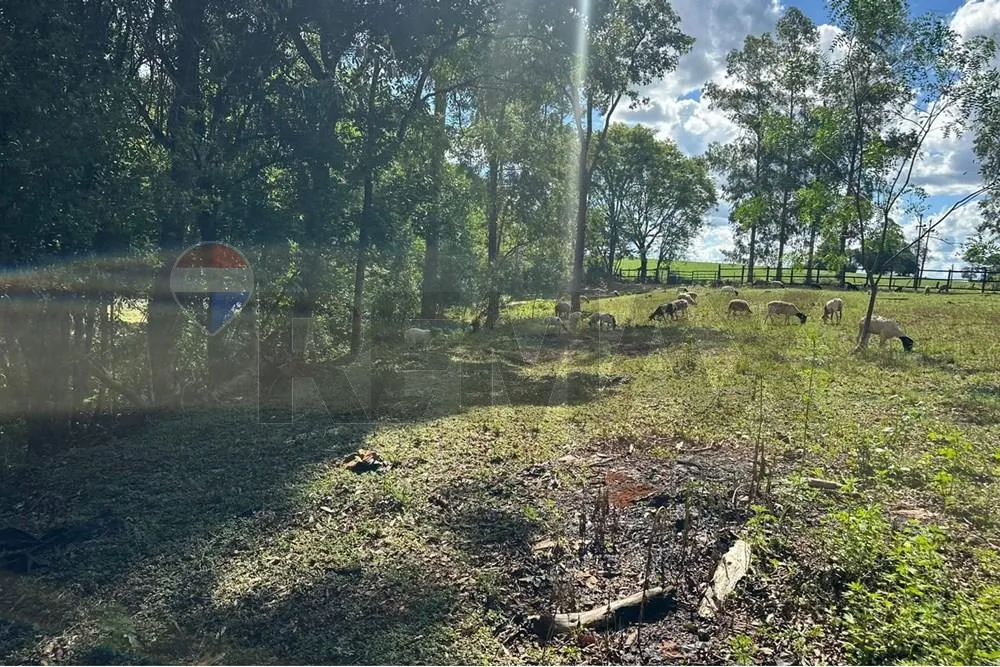 VENDO GRANJA FORMADA CON ANIMALES EN ALTO PARANA — foto 3