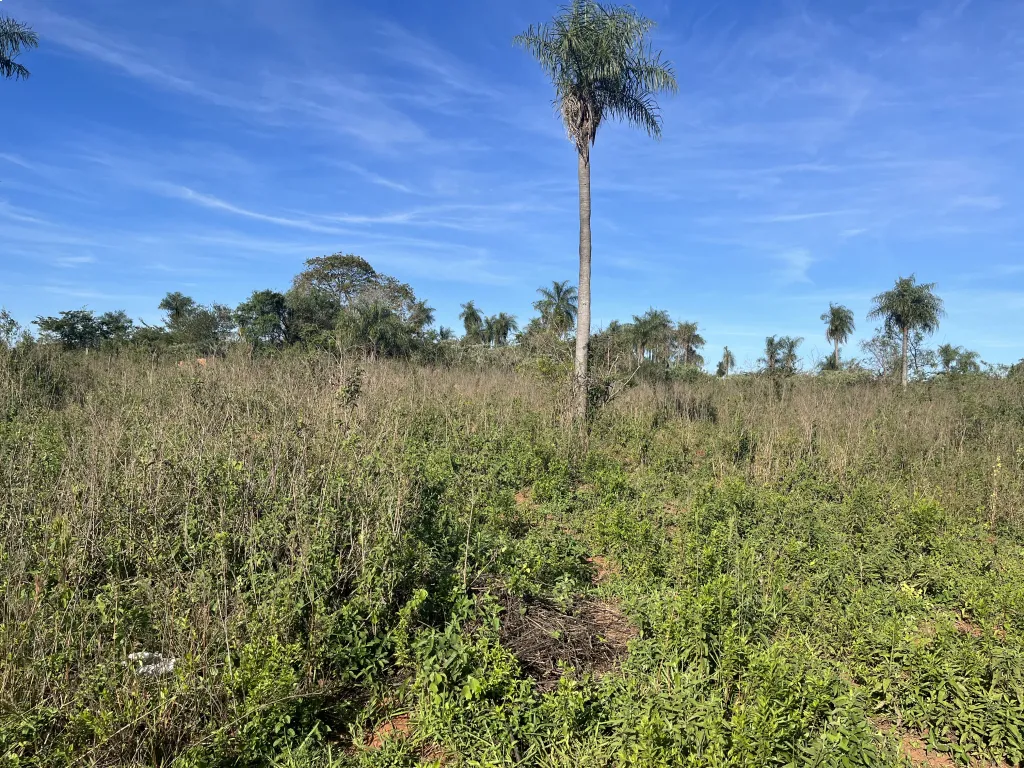 IMPERDIBLE! 2 Terrenos en Guarambaré - Zona Alta a 300m de Ruta (Juntos o Separados) — foto 2