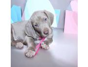 Cachorros weimaraner