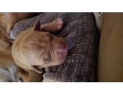 CACHORROS PITBULL EN VENTA