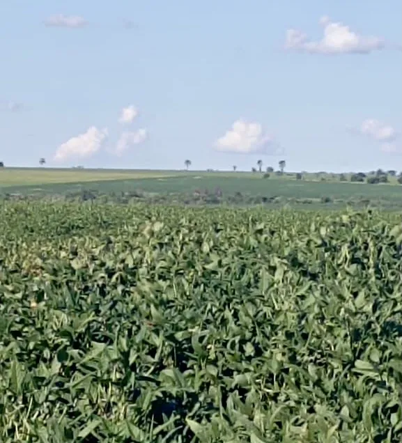 Campo Agrícola Mecanizado en Itakyry - 91 Ha. — foto 2