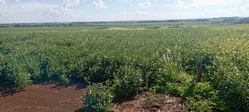 Campo Agrícola Mecanizado en Itakyry - 91 Ha. — foto 3