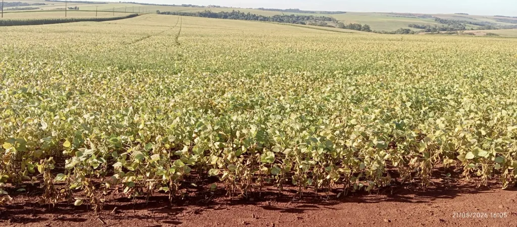 Campo Agrícola Mecanizado en Las Mercedes - 175 Ha. — foto 2