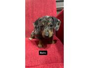 Teckel buscan familia