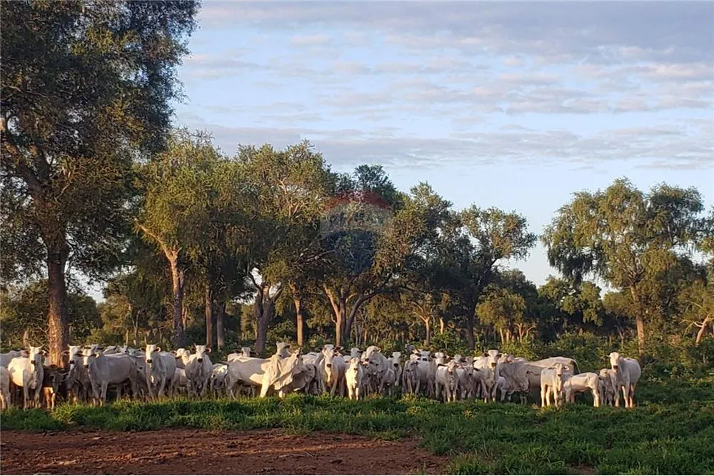 En Venta - EstanciaCampo -Mariscal José Felix Estigarribia, Boquerón, Paraguay — foto 2