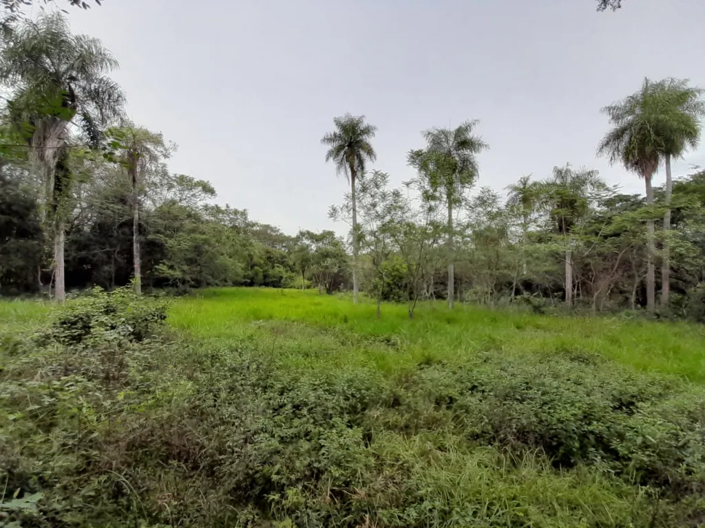VENDO 1 HA. con 7.000 M2 EN CAACUPÉ SOBRE RUTA!! — foto 3